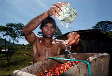 An East Timorese man pour water before grinding coffee beans.