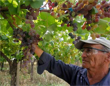 A man looks at grapes ready to be harvested at the Casa Bianchi vineyard in San Rafael, Argentina.