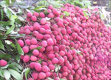 Bihar, second largest producer of fruits