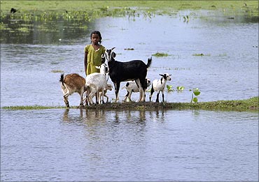 A flood-affected girl stands with goats on the banks of Kosi river.