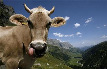 China to produce human milk from GM cows Rediff com 