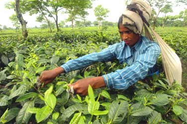 A tea picker at a tea estate at Naxalbari, West Bengal.