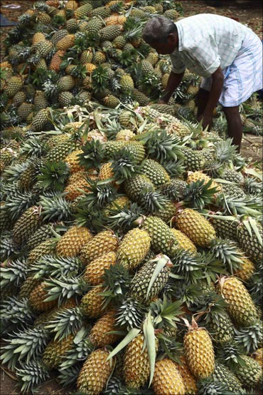 A labourer arranges pineapples at a wholesale pineapple market in Vazhakulam.