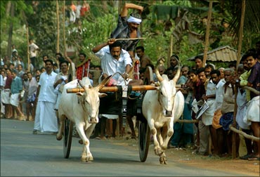 Indian farmers ride their oxen during a cattle race to mark an agricultural festival near Kochi.