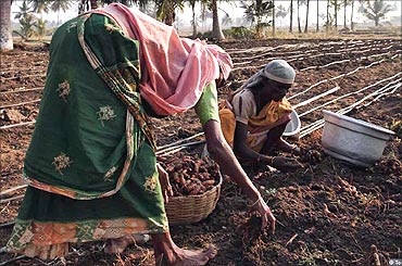 Workers harvesting turmeric.