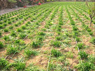 Drip irrigation in a Chilli field.
