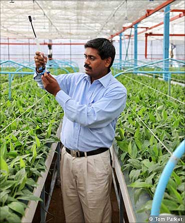 An agronomist examining banana tissue culture plant in Jain Green House.