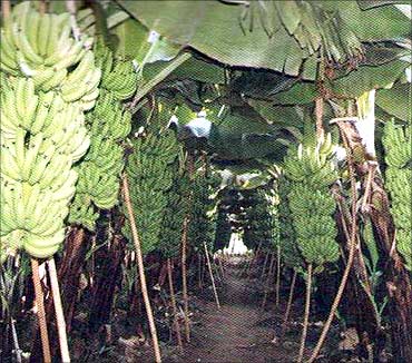 Banana plantation at Rajendra's farm.