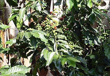 Coffee growers in Orissa want subsidy.
