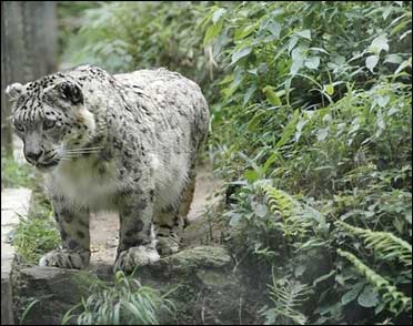 A snow leopard in Arunachal Pradesh.