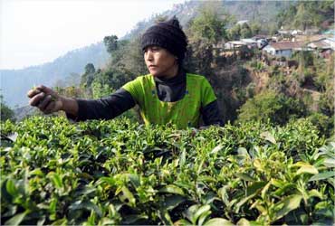 A women plucks first flush Darjeeling at the Happy Valley tea estate.