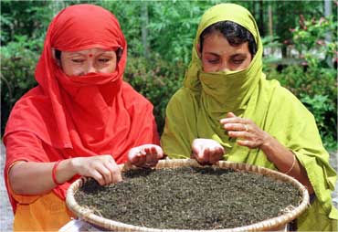 Two women examine processed tea leaves at a garden in Darjeeling.