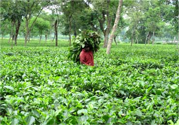 A worker carries tree leaves for his cattle inside a teagarden.