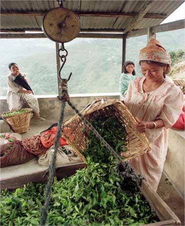 A woman weighs freshly plucked tea leaves at a garden in Darjeeling.