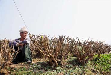 A worker sits by pruned tea bushes.