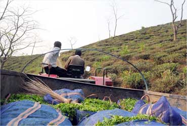 First flush Darjeeling tea is trucked to the factory.