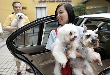 An assistant carries dogs to their owner's car following their weekly grooming at a pet salon.