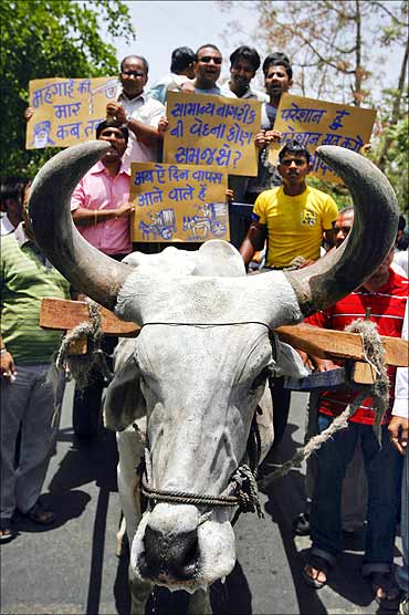 Activists carrying placards and riding on a bullock cart protest against the recent hike in fuel prices in Ahmedabad.
