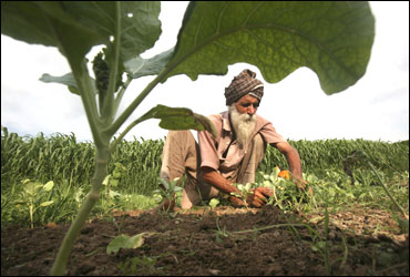 A farmer works in a cabbage field at Mananna village in Punjab.