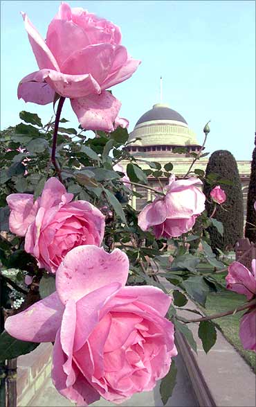 Roses bloom in Mughal Gardens.