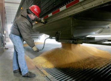 In the US, 40 per cent of corn production is diverted to biofuels.