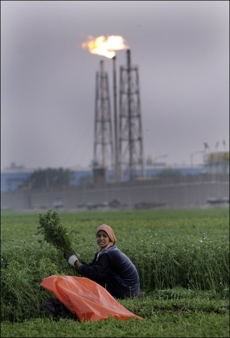 A farmer harvests clover in front of the Mstrd oil refinery in Cairo.