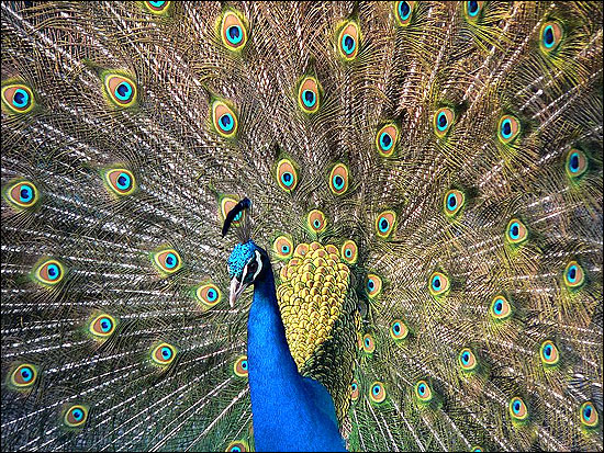 Peacock is the national bird of India.