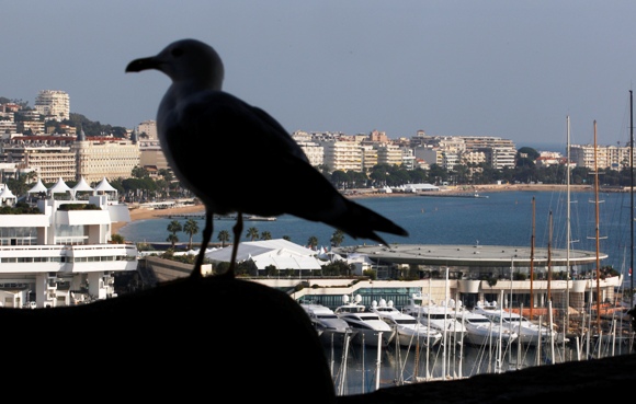A seagull is silhouetted in front of the Festival Palace in Cannes ahead of the G20 Summit.