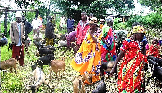 A group of Burundian women rearing goats.