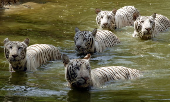 White tigers swim in a pond on a hot day at the zoological park in Hyderabad.