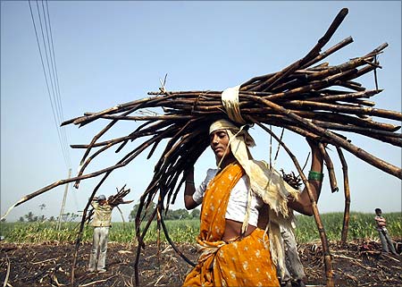 A woman carries a bundle of cut sugarcane on her head as farmers harvest a field outside Gove village in Satara district.