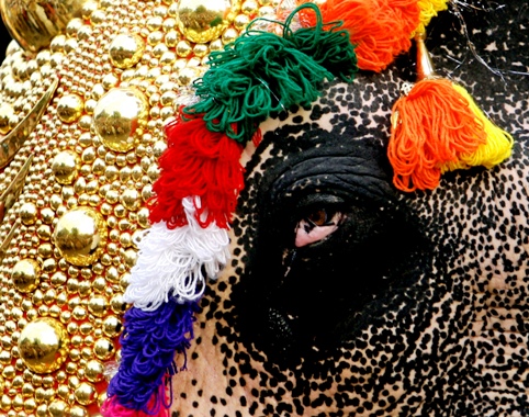 A decorated elephant takes part in the Trichur Pooram festival in Trichoor.