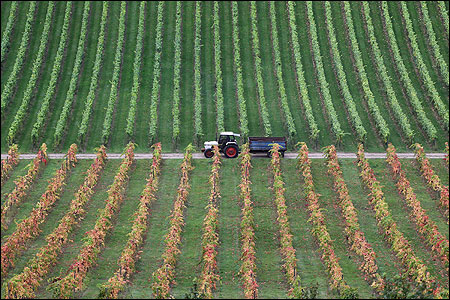 A tractor pulls a trailer past grape vines.