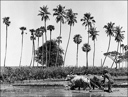 Circa 1955: A farmer guides two oxen ploughing a paddy field in central India.