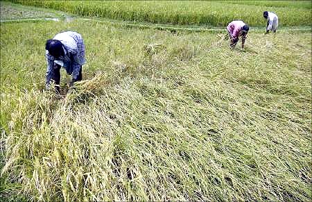 Agriculture production slipped to 3.2 per cent.