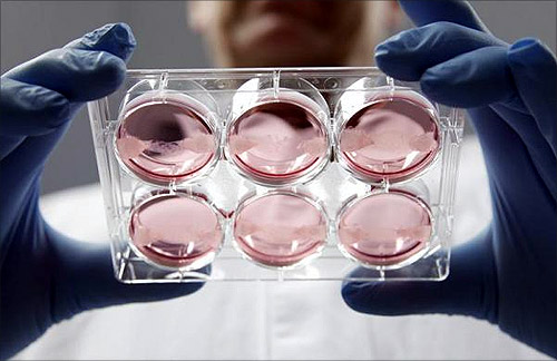 Dutch scientist Mark Post displays samples of in-vitro meat, or cultured meat grown in a laboratory, at the University of Maastricht.