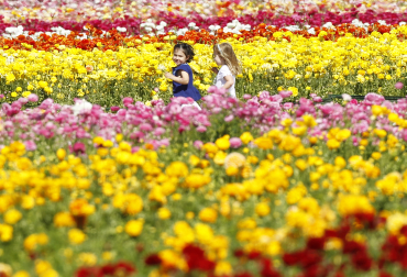 Girls run through a field of giant tecolote ranunculus flowers in Carlsbad, California.