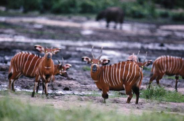 The endangered bongo antelope in Dzanga-Ndoki National Park, Central African Republic.