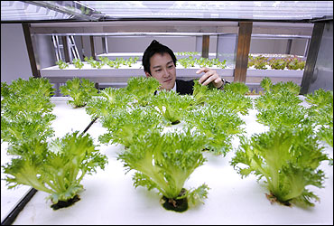 An employee inspects vegetables grown under Hybrid Electrode Fluroescent Lamps (HEFL) inside an office of Pasona Group.