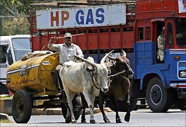 A worker transports kerosene oil in a bullock cart.