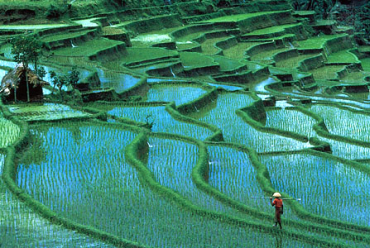 Indonesia produces 643.989 million metric tonnes of rice.