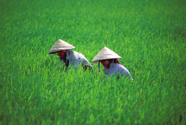 Vietnam produces 388 million metric tonnes of rice.