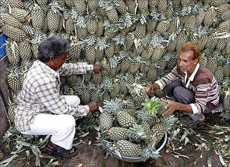 Men fill a basket with pineapples while unloading them from a supply truck at a fruit wholesale market in Ahmedabad.