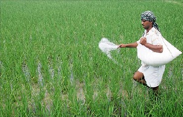 A farmer spreads fertilizers on his rice plants