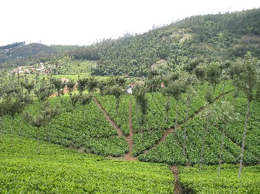 The curious case of Nilgiris, Ooty and Coonoor