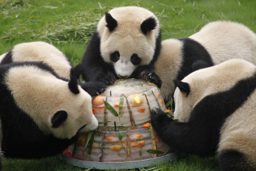 Giant pandas enjoy a cake made from ice and fruits at Shanghai Wild Animal Park in Shanghai.
