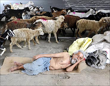 A homeless man sleeps under a flyover as a herd of goats and sheep pass him during a hot day in Kolkata.