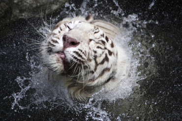 A white Bengal tiger shakes its head while standing in a moat in its enclosure at the Singapore Zoo.