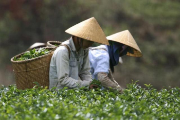 Vietnam exported 98 million kilogrammes of tea in 2010.