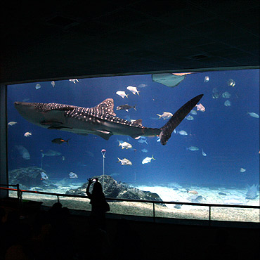 A tourist takes a picture of a whale shark at the National Museum of Marine Biology and Aquarium in Checheng.